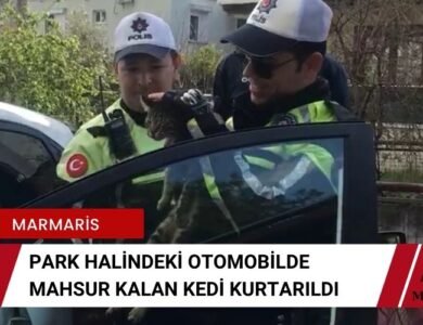 Marmaris'te Mahsur Kalan Kedi Kurtarıldı