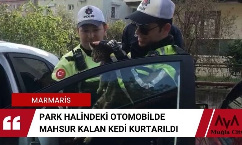 Marmaris'te Mahsur Kalan Kedi Kurtarıldı