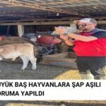 Büyükbaş Hayvanlar Ekşiliyurt 'ta Şap Aşısıyla Korumaya Alındı