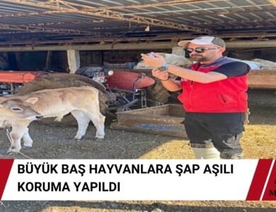 Büyükbaş Hayvanlar Ekşiliyurt 'ta Şap Aşısıyla Korumaya Alındı