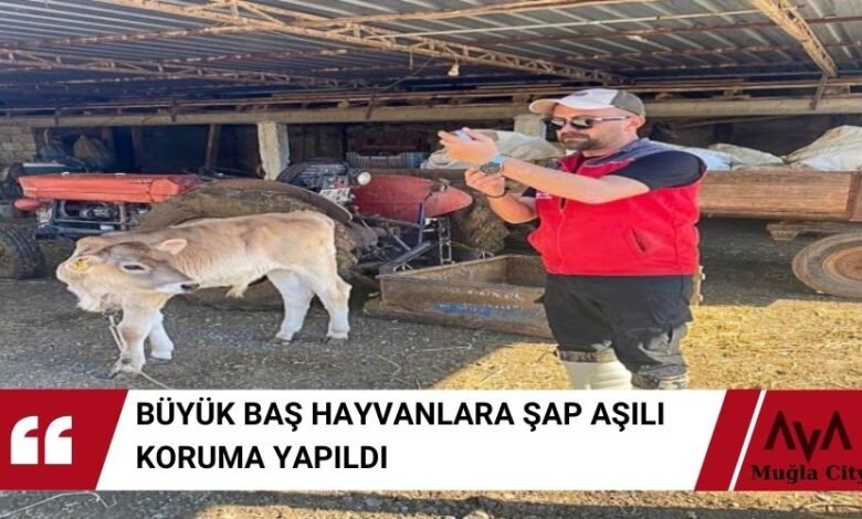 Büyükbaş Hayvanlar Ekşiliyurt 'ta Şap Aşısıyla Korumaya Alındı