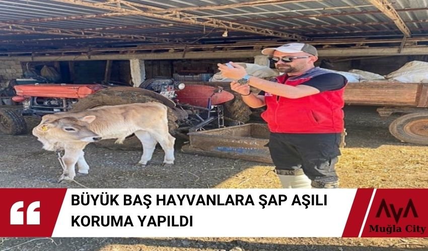 Büyükbaş Hayvanlar Ekşiliyurt 'ta Şap Aşısıyla Korumaya Alındı