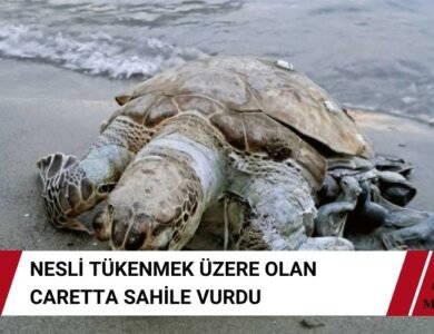 Caretta Caretta Ölüsü Sahili Vurdu Telakuza Geçildi