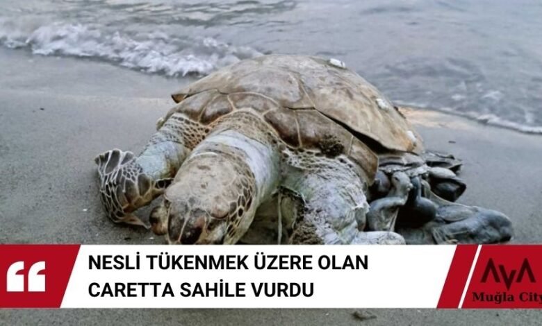 Caretta Caretta Ölüsü Sahili Vurdu Telakuza Geçildi