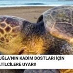 Caretta Carettalar İçin Tatilcilere Uyarı! Bunları Yapmayın