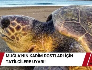 Caretta Carettalar İçin Tatilcilere Uyarı! Bunları Yapmayın