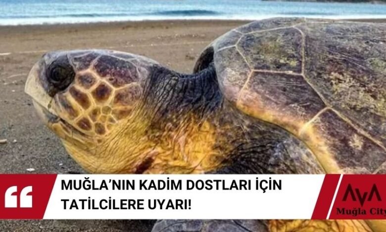 Caretta Carettalar İçin Tatilcilere Uyarı! Bunları Yapmayın