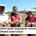 Coğrafi İşaret Başvurusu Yapılan Sarımsak Hasadı Gerçekleştirildi