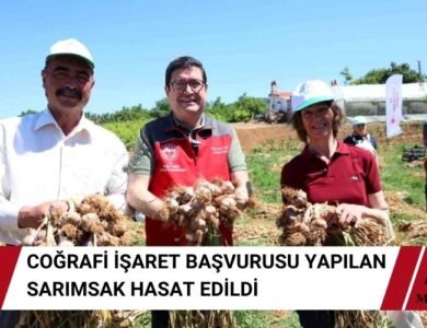 Coğrafi İşaret Başvurusu Yapılan Sarımsak Hasadı Gerçekleştirildi