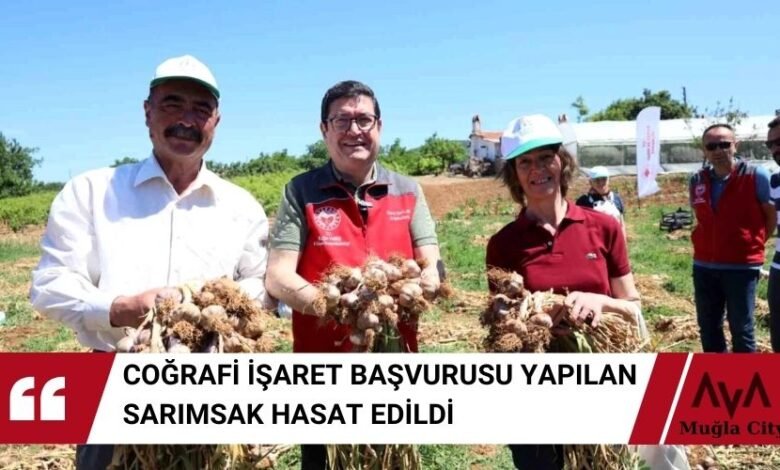 Coğrafi İşaret Başvurusu Yapılan Sarımsak Hasadı Gerçekleştirildi