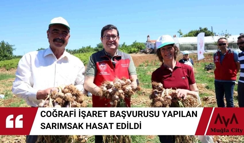 Coğrafi İşaret Başvurusu Yapılan Sarımsak Hasadı Gerçekleştirildi