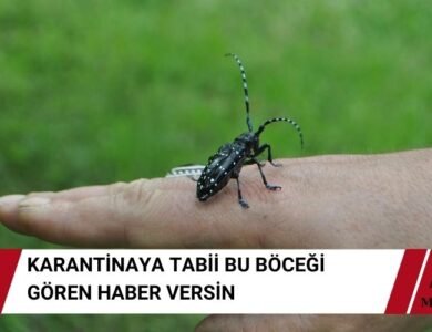 Karantinaya Tabii Böcekler Listesinde - Uyarı Muğla'dan Yapıldı