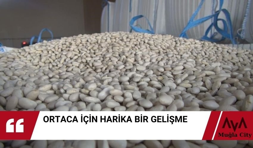 Ortaca Baklagil Üretimi Artıyor