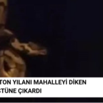 Piton Yılanı Var Dedi Mahalle Karıştı - Mahalleli Diken Üstünde