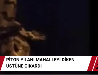 Piton Yılanı Var Dedi Mahalle Karıştı - Mahalleli Diken Üstünde