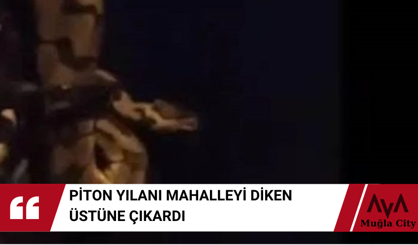 Piton Yılanı Var Dedi Mahalle Karıştı - Mahalleli Diken Üstünde