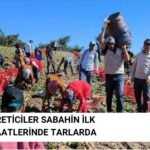 Turfanda Patates Hasadı Datça'da Başladı