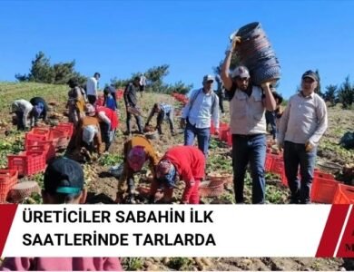 Turfanda Patates Hasadı Datça'da Başladı