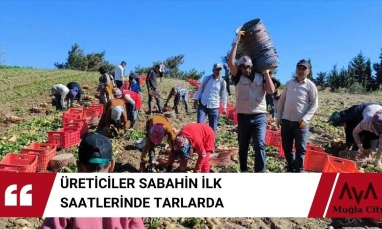 Turfanda Patates Hasadı Datça'da Başladı