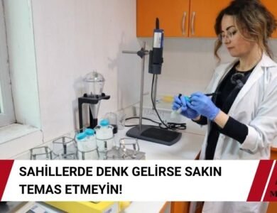 Yakıcı Tür Deniz Anası Çoğaldı - Uzmanlar Uyardı