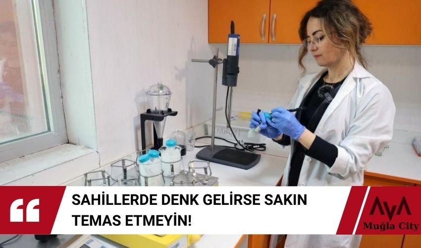 Yakıcı Tür Deniz Anası Çoğaldı - Uzmanlar Uyardı