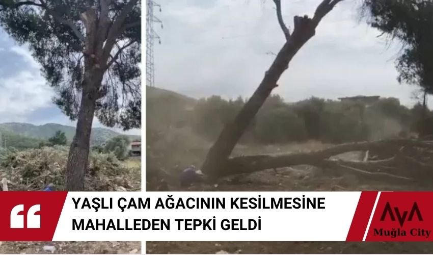 Yaşlı Ağaç Kesilirken Gözyaşlarıyla İzlediler