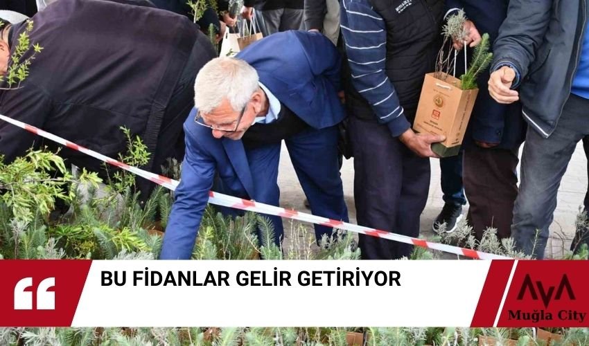 Yatağan'da Fidan Dağıtımı Gelir Getirecek