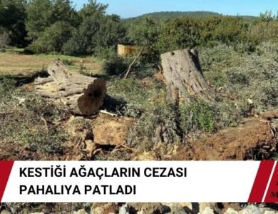 Zeytin Ağacı Kesti 30 Bin Lira Ceza Yedi