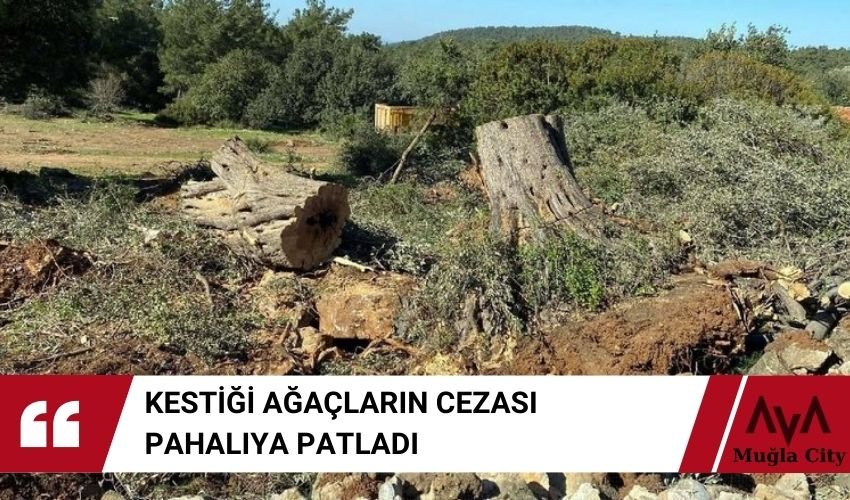 Zeytin Ağacı Kesti 30 Bin Lira Ceza Yedi